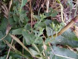 Image of Hypericum pubescens Boiss.