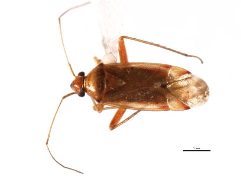 Image of <i>Pinalitus rostratus</i> Kelton 1977