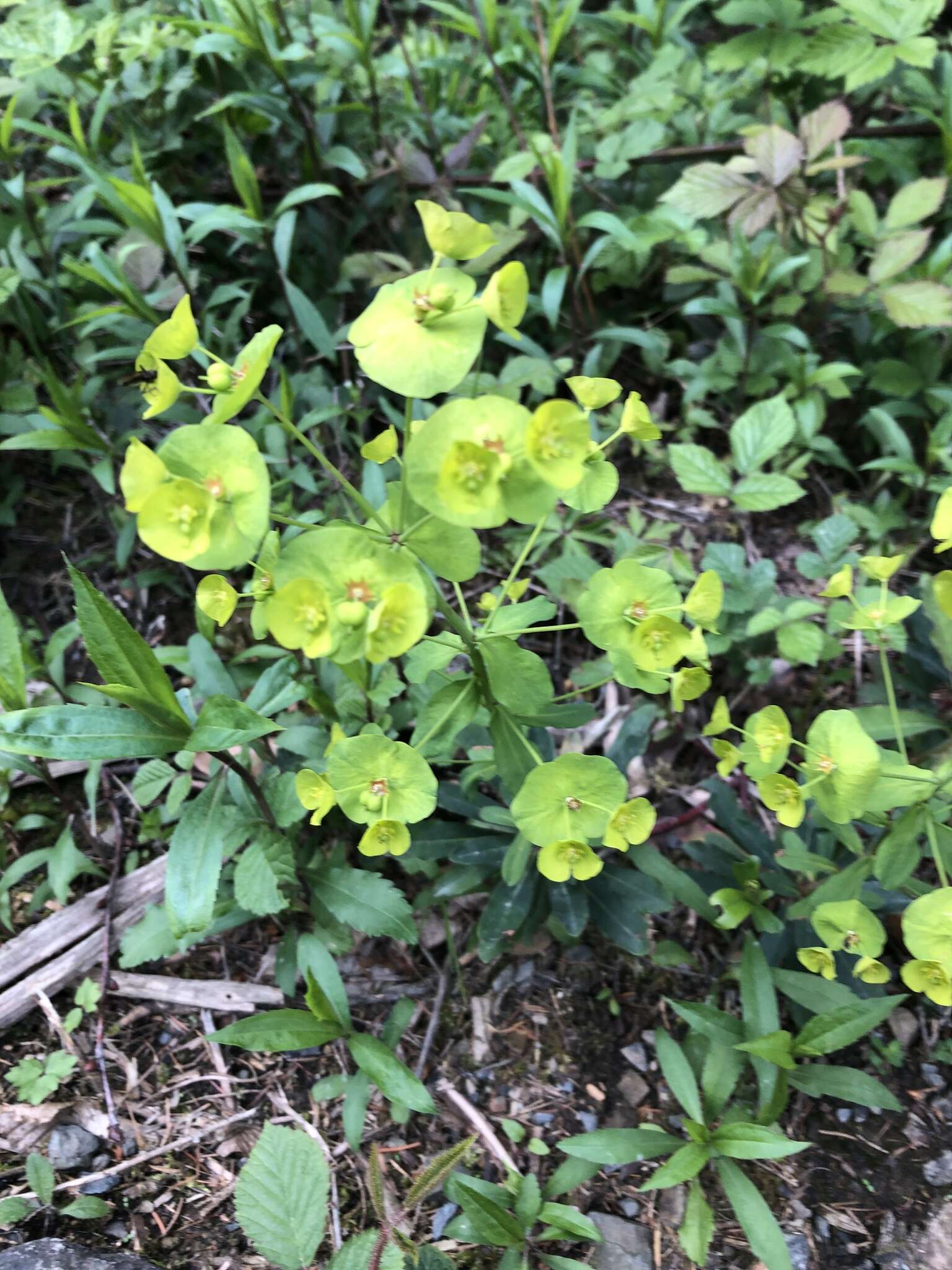 Image of Wood Spurge