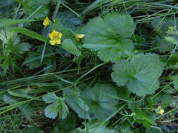 Imagem de Geum macrophyllum Willd.