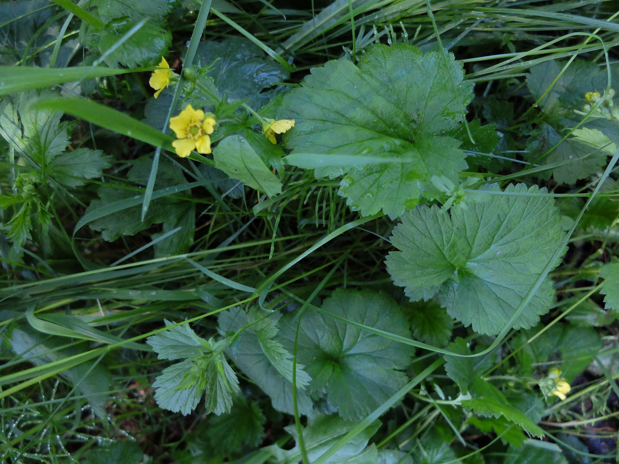 Imagem de Geum macrophyllum Willd.