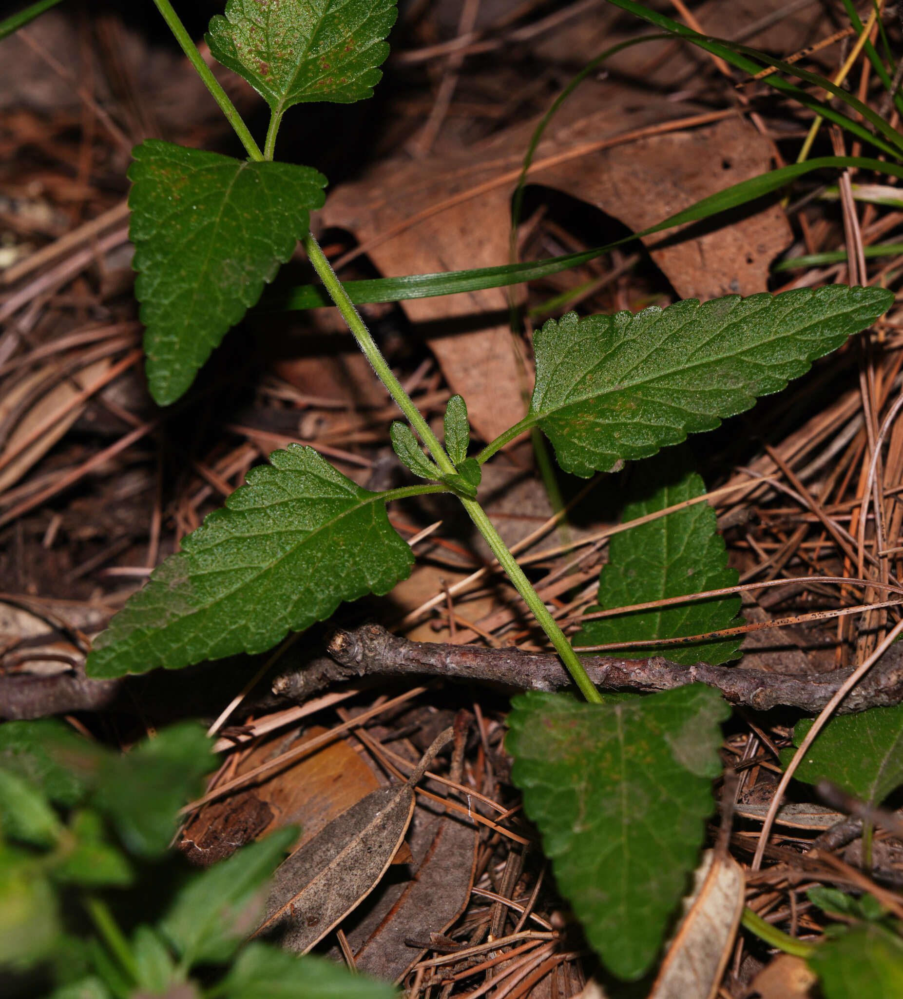 Image of desert indigo sage