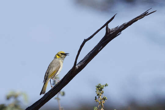 Image of Grey-fronted Honeyeater