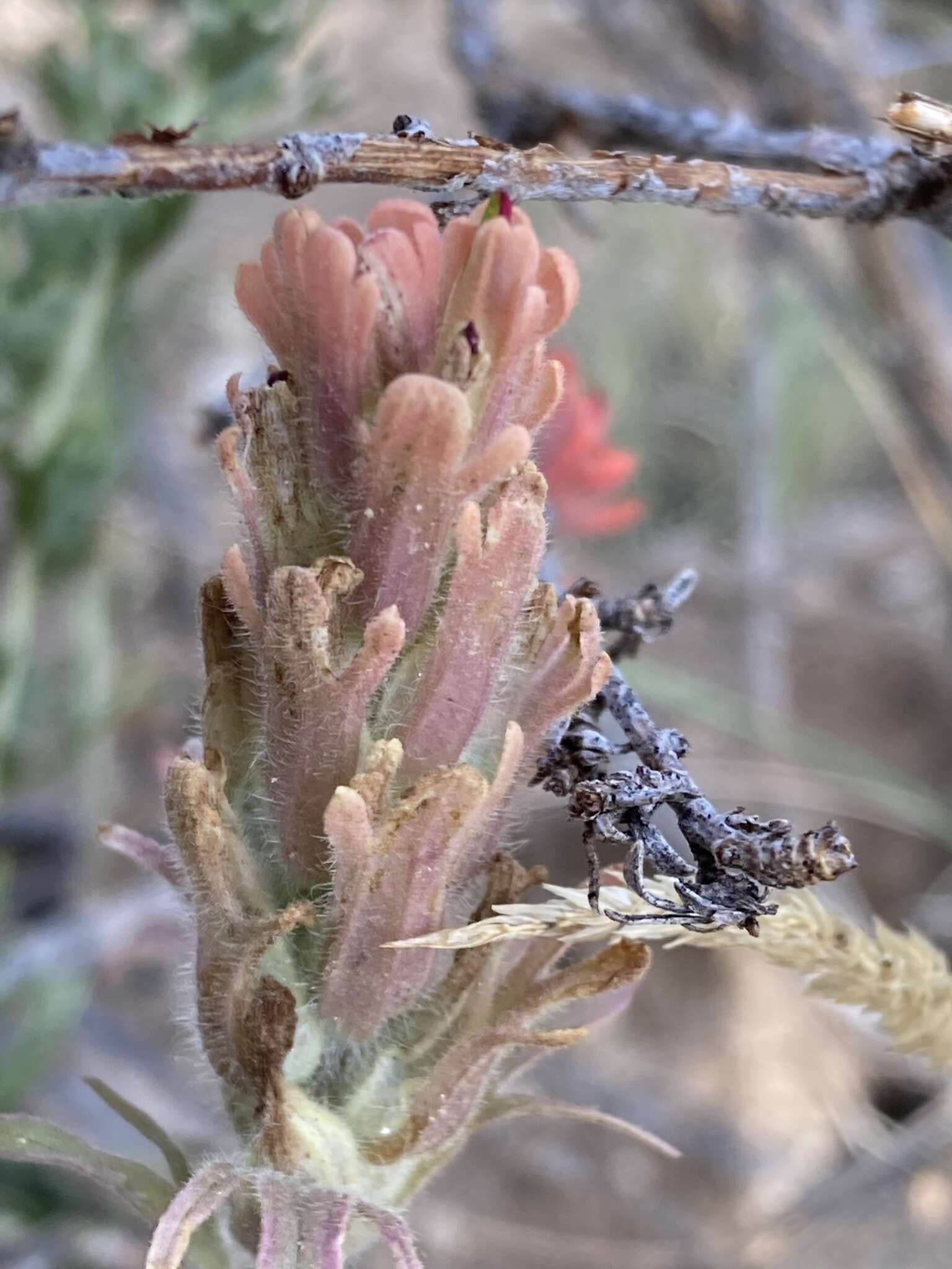 Image of Salmon Creek Indian paintbrush