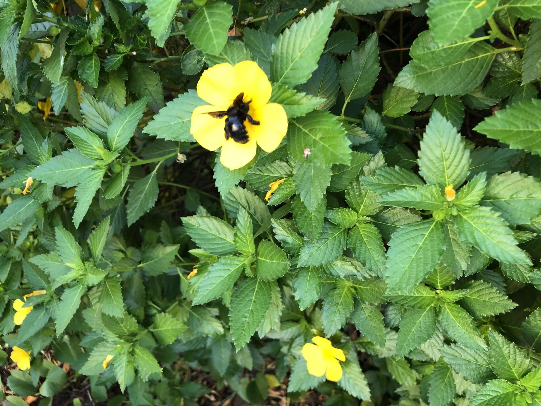 Xylocopa darwini Cockerell 1926 resmi