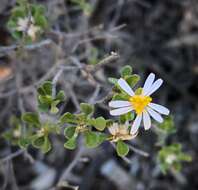 Image of Dusky Daisy-bush