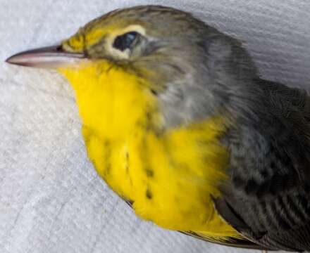 Image of Canada Warbler