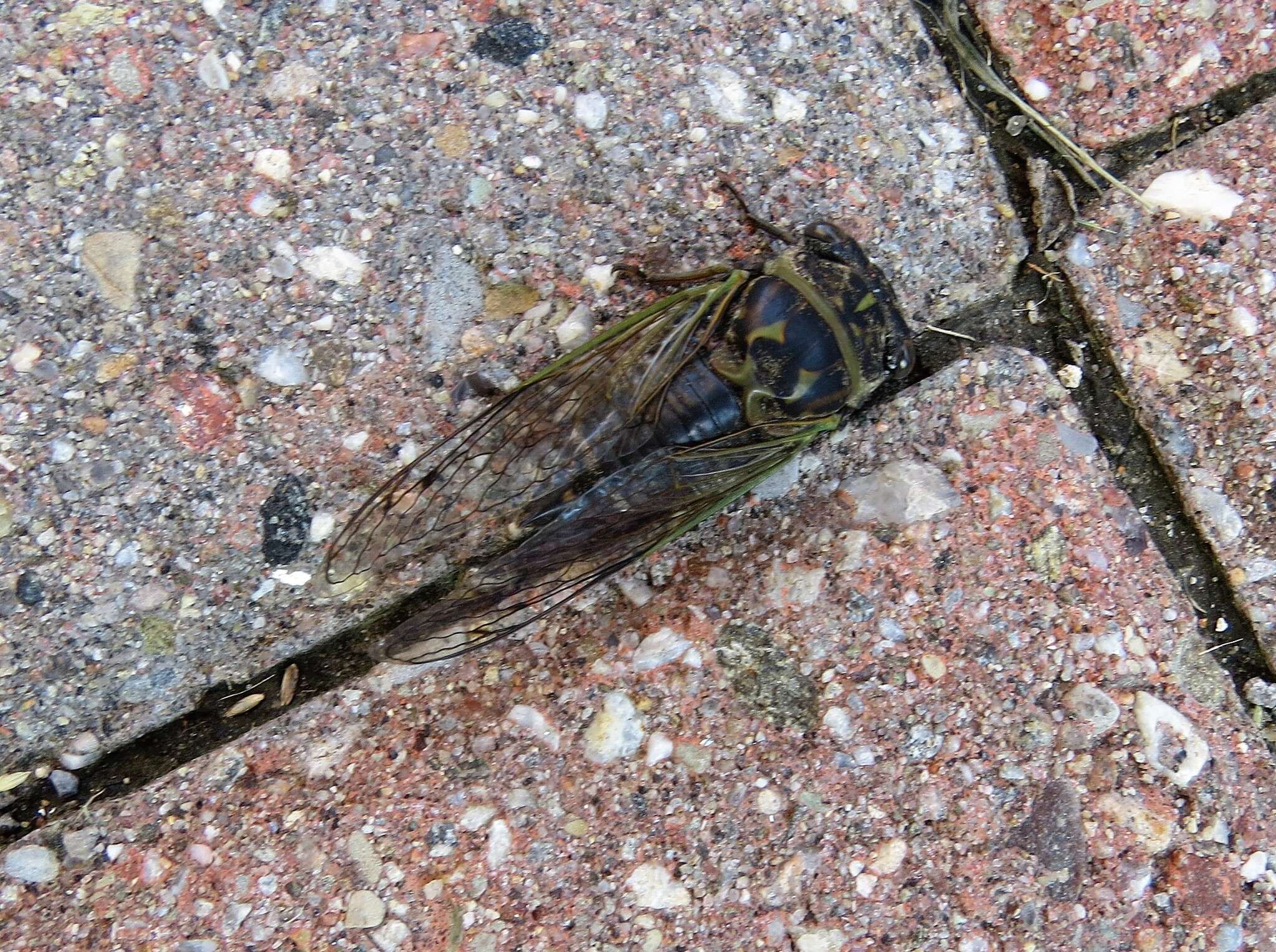 Plancia ëd Neotibicen canicularis (Harris 1841)