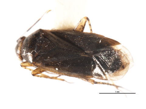 Image of <i>Plagiognathus arbustorum</i> (Fabricius 1794)