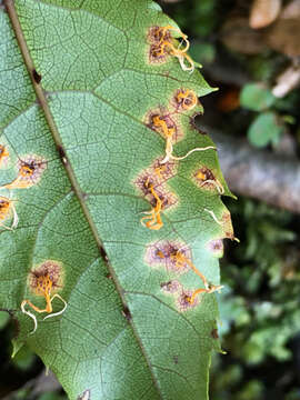 Image de Hamaspora australis G. Cunn. 1930