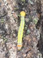 Image of Orange-humped Mapleworm