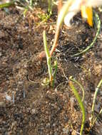 Image of Hesperantha bachmannii Baker