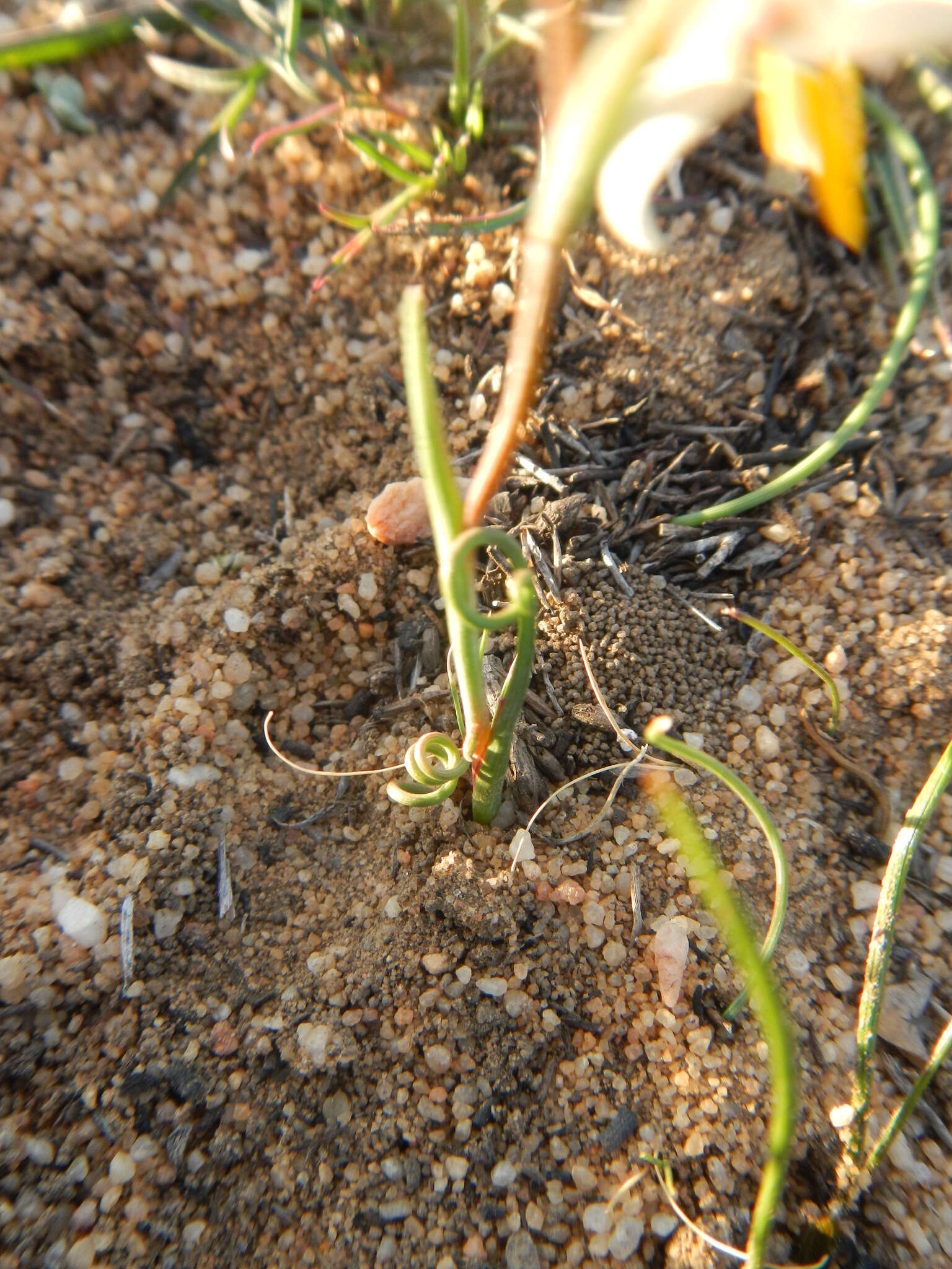 Image of Hesperantha bachmannii Baker