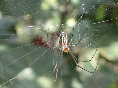 Image of Leucauge argyra (Walckenaer 1841)