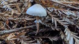 Imagem de Agaricus diminutivus Peck 1902