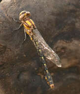 صورة Ophiogomphus susbehcha Vogt & Smith 1993