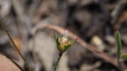 صورة Androsace elongata subsp. acuta (Greene) G. T. Robbins