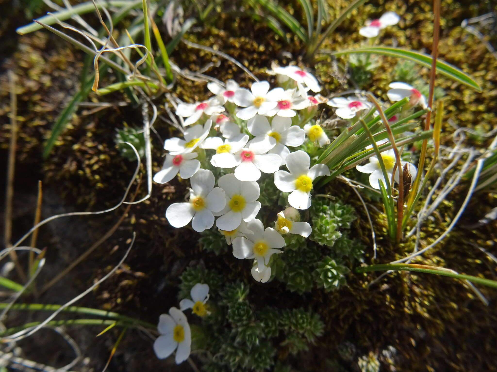 Image of Androsace sericea Ovczinn.