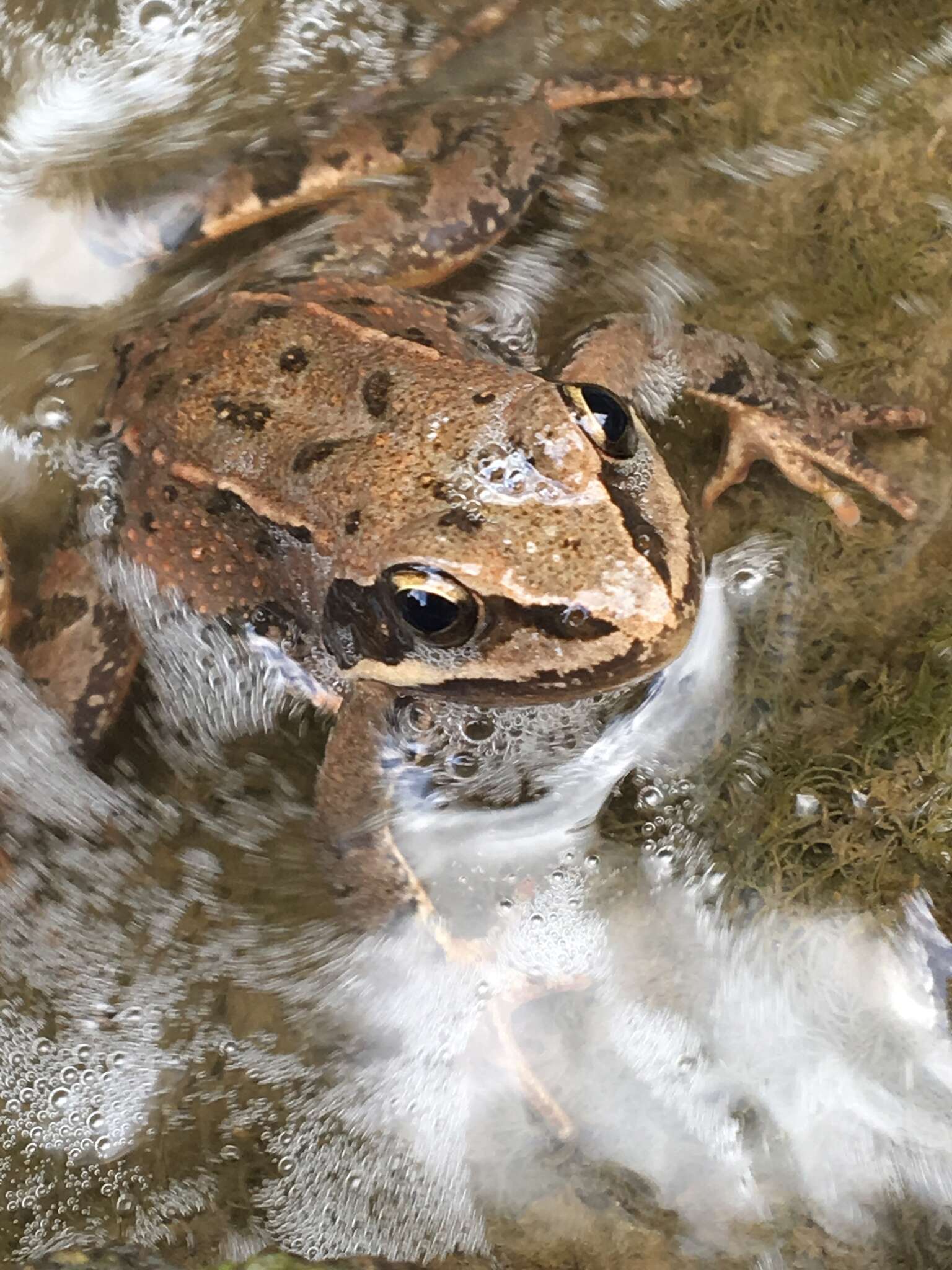 Imagem de Rana macrocnemis Boulenger 1885