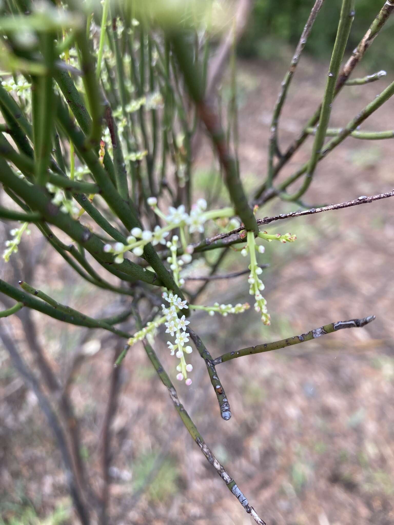 Image of Leptomeria drupacea (Labill.) Druce