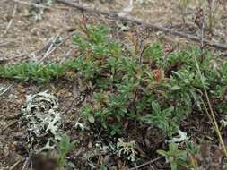 Слика од Thymus ternejicus