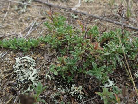 صورة Thymus ternejicus