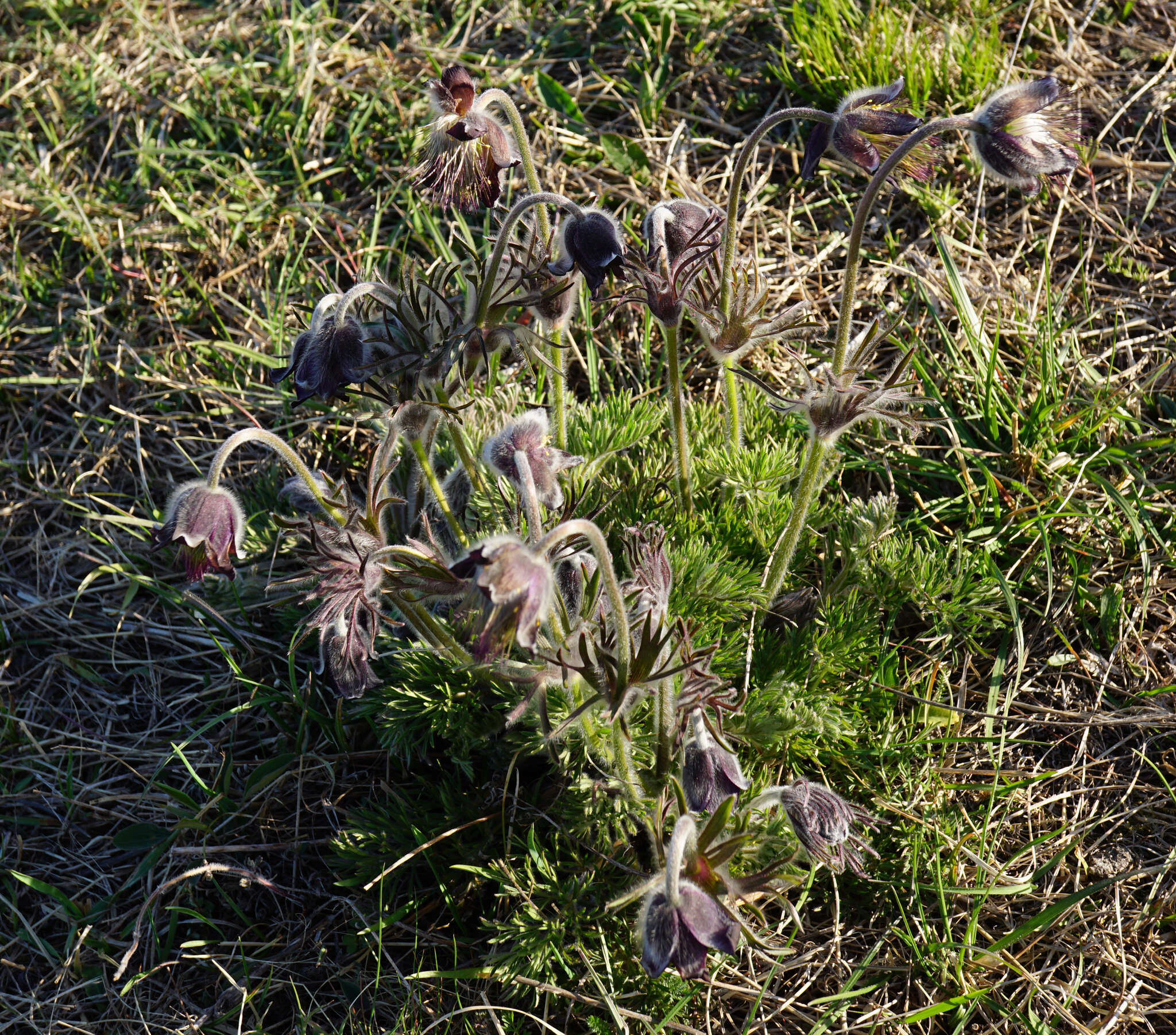 Image of Pulsatilla pratensis subsp. nigricans (Störcke) Zämelis