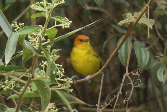 Image of Rust-and-yellow Tanager