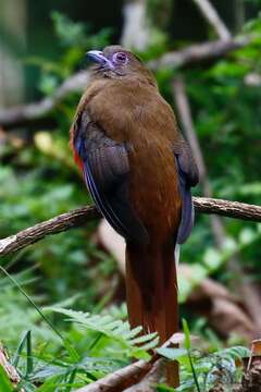 Image of Red-headed Trogon