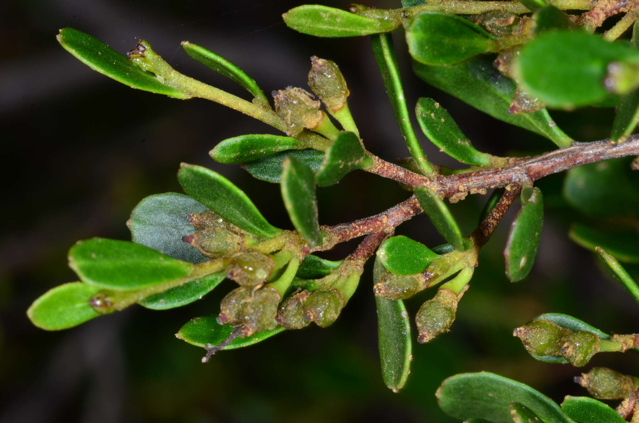 Image of Dodonaea bursariifolia F. Müll.