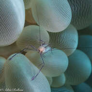 Image of Bubble coral shrimp