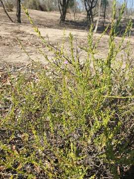 Image of Eremophila divaricata (F. Muell.) F. Muell.