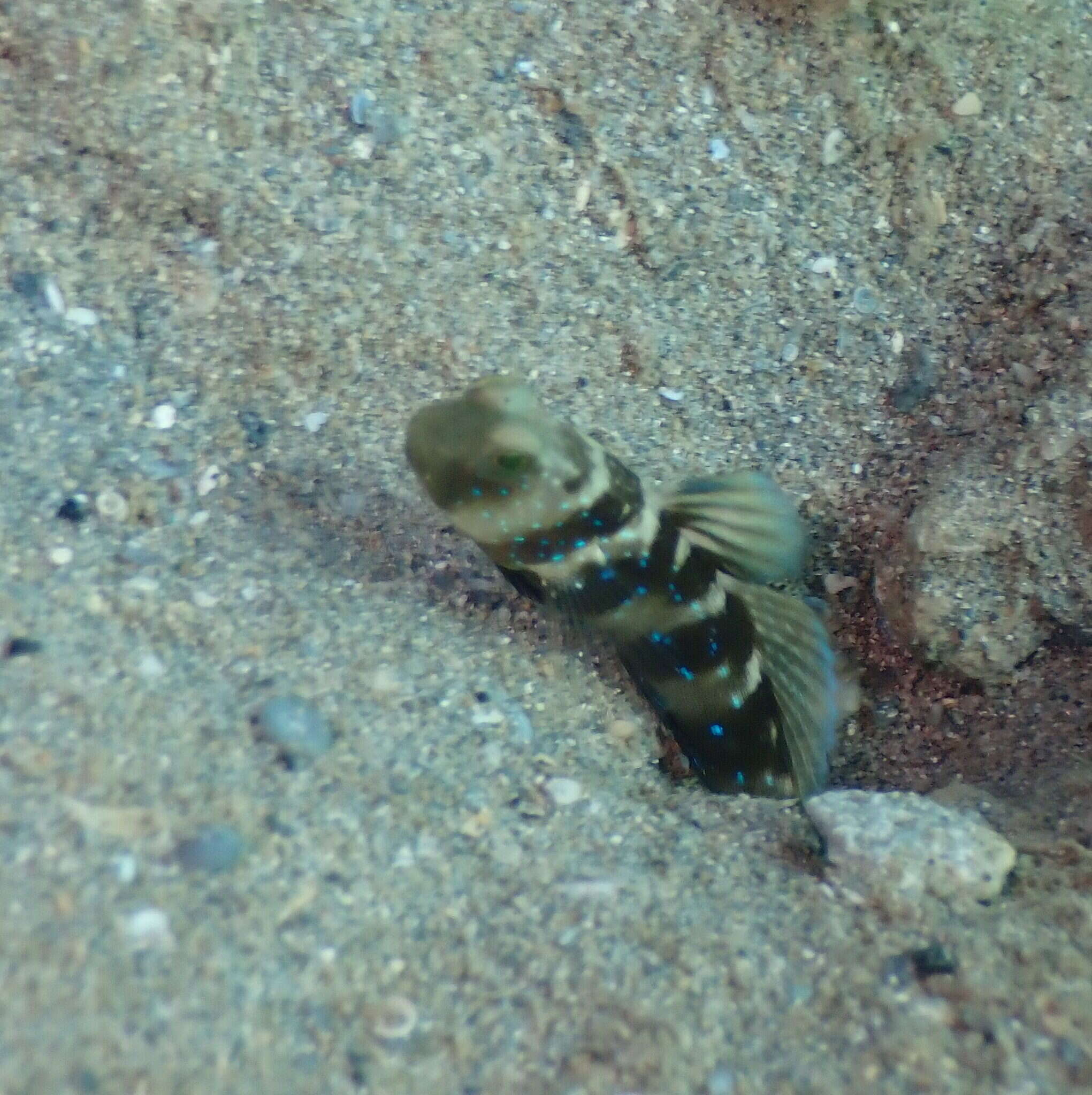 Image of Y-bar shrimp goby