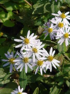 Image of Aster ovatus var. microcephalus (Miq.) Mot. Ito & A. Soejima