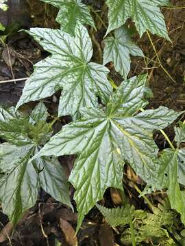 Image of Begonia oxyloba Welw. ex Hook. fil.