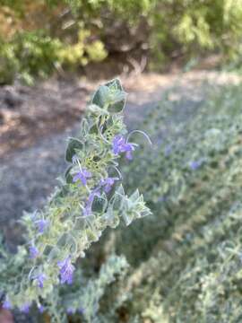 Image of San Joaquin bluecurls