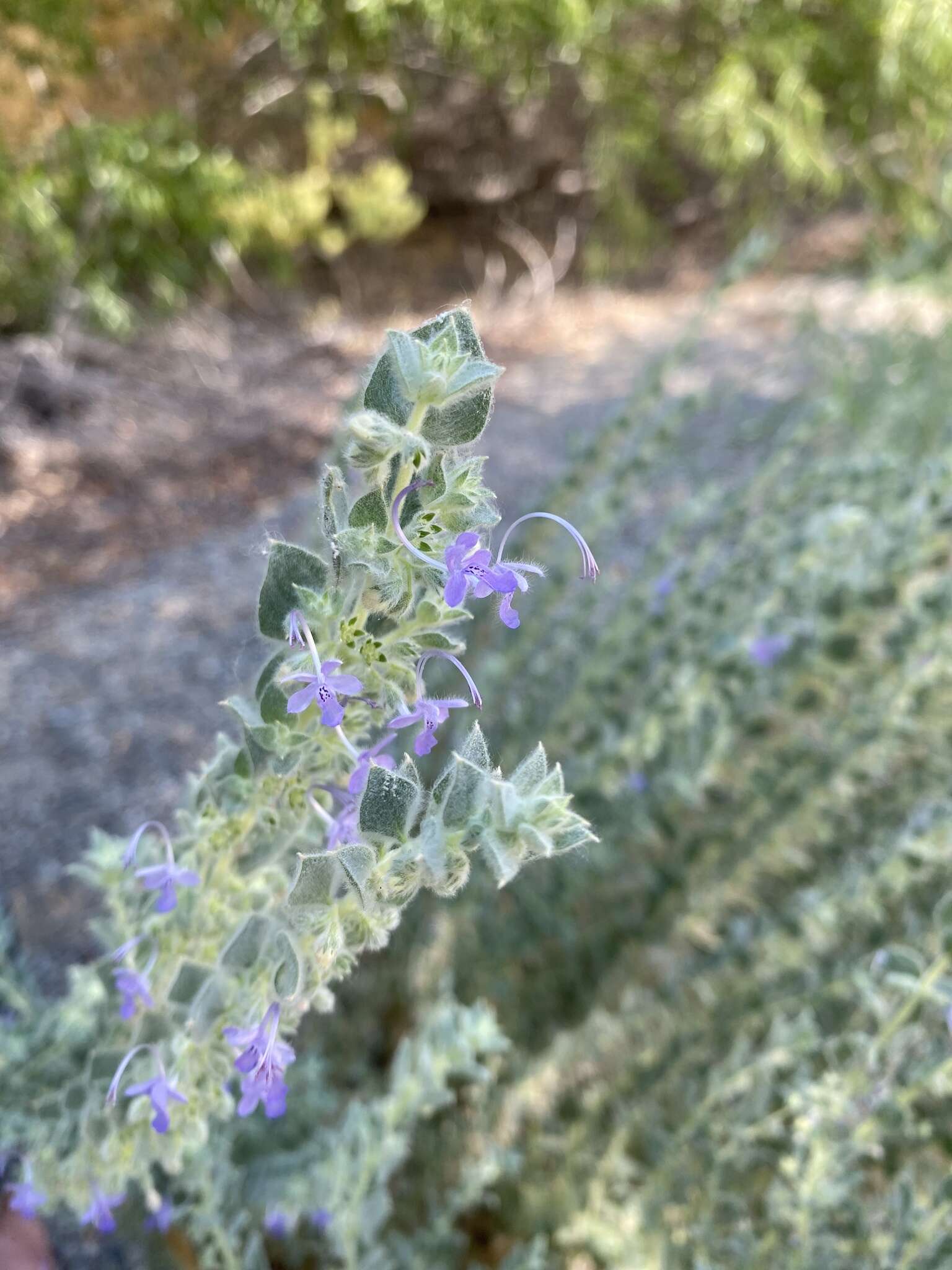 Trichostema ovatum Curran resmi