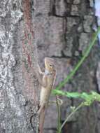 Image of Changeable lizard