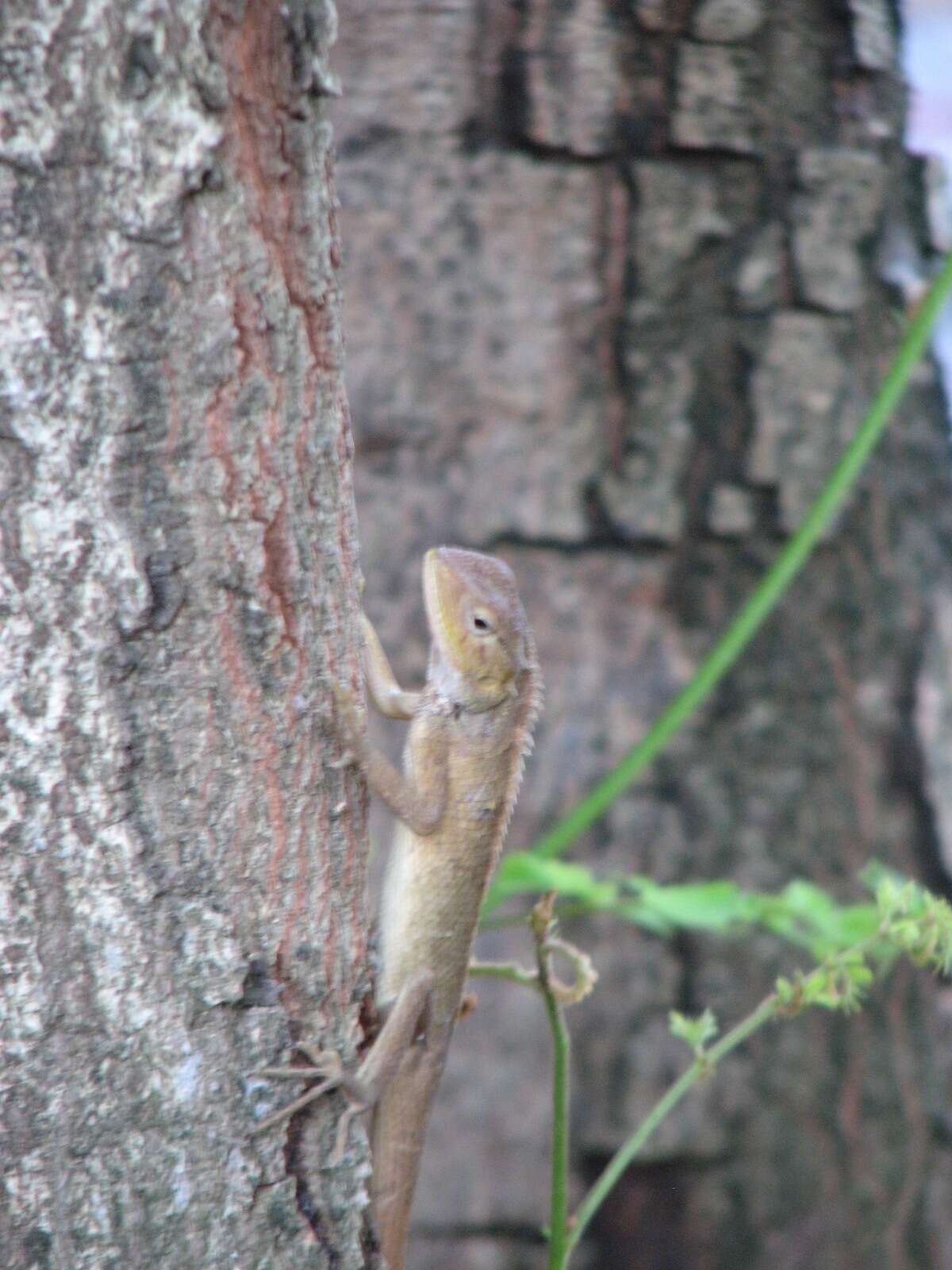 Image of Changeable lizard