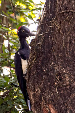 Image of White-bellied Woodpecker