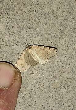 Image of Creosote Moth