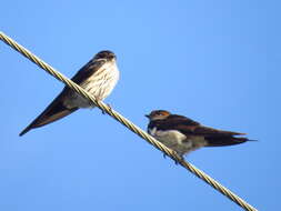 Image of Striated Swallow