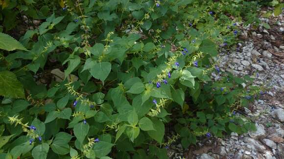 Imagem de Salvia caudata Epling