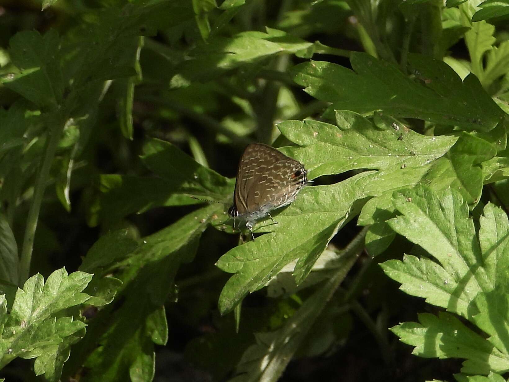 Imagem de Anthene lycaenina (Felder 1868)