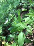 Image of Tennessee starwort