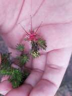 Image of Darwinia fascicularis Rudge