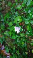 Strobilanthes rankanensis Hayata resmi