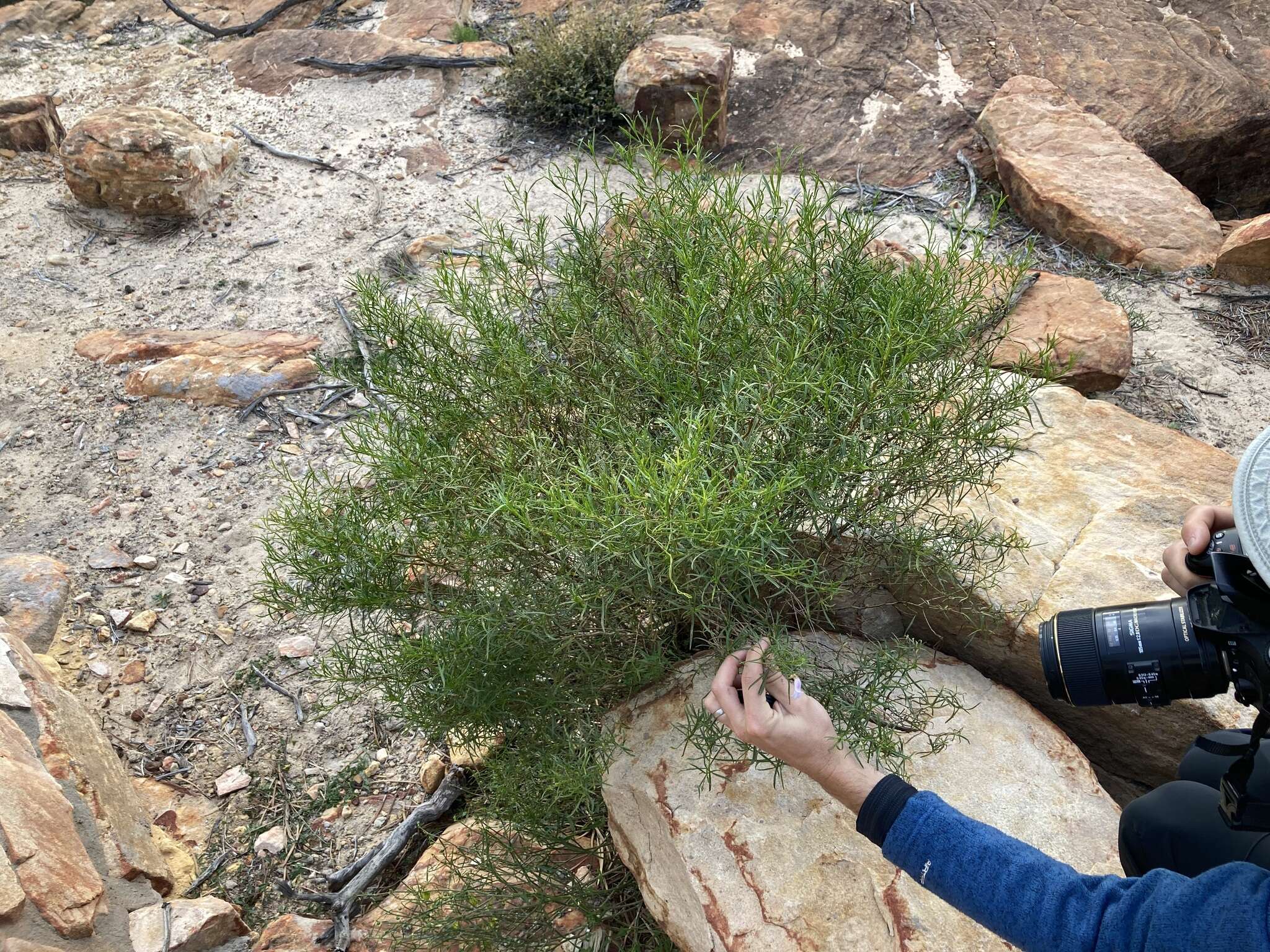 Image of Eremophila clarkei Oldfield & F. Muell.