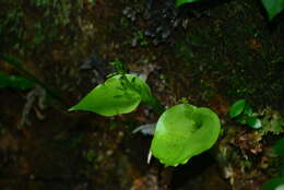 Imagem de Liparis cordifolia Hook. fil.