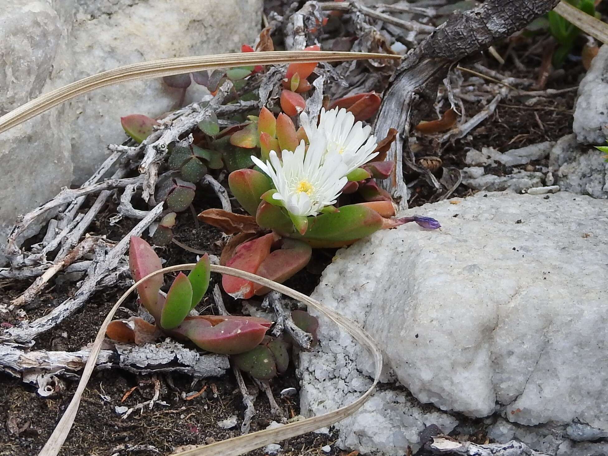 Image of Delosperma guthriei Lavis